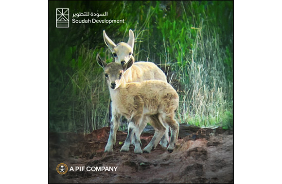 Soudah Development announces birth of three Ibex in Soudah Peaks