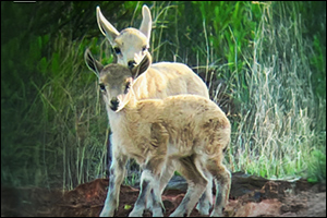 Soudah Development announces birth of three Ibex in Soudah Peaks