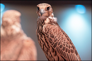 International Falcon Breeders Auction 2024 Wraps Up with Record-Breaking Sales Exceeding $2.7 Millio ...