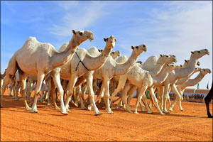 Saudi Arabia Announces the Worlds Biggest Heritage Festival and Camel Beauty Contest