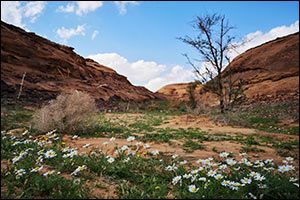 The Royal Commission for Alula to Highlight Successes in Revitalising Arid Environments to Global Audience at Society for Ecological Restoration Conference in Darwin, Australia