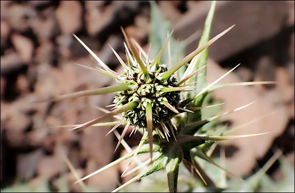 Prince Mohammed bin Salman Royal Reserve Announces Discovery of Five Species New to Global Science, Three Plants and Two Reptiles