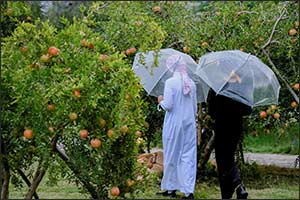 Al-Baha Pomegranate Farms: A Valuable Agricultural and Economic Resource
