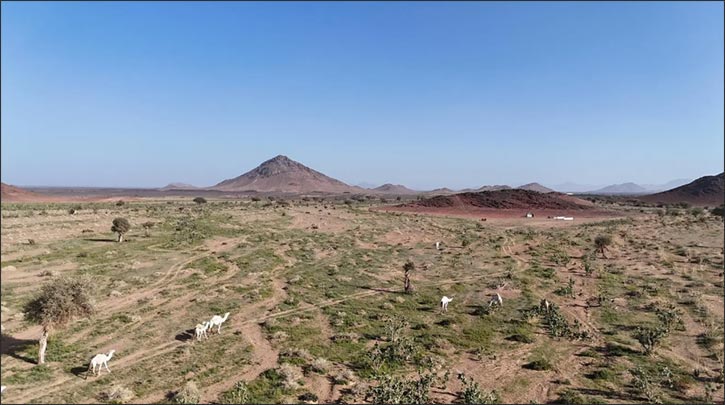 Seasonal Bloom Revitalizes Wadi Al-Jarirah in Madinah, Attracts Visitors