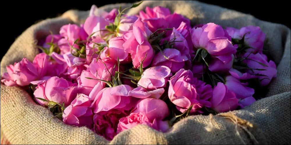 Saudi Reef Reports 15% Growth in Rose Production