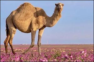 Camels: Essential Pillars of Northern Borders Region's Economy