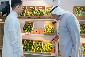 Jazan Mango Harvest Brings Together Two Generations Between Tradition and Innovation