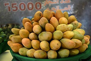 Mango Harvest 2026 Concludes in Sabya Governorate