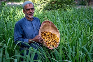 Early Date Harvest Arrives in Al-Ahsa Central Markets