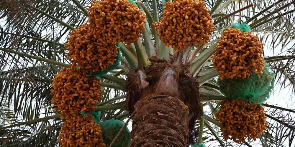 Early Date Harvest Boosts Economic Activity in Najran
