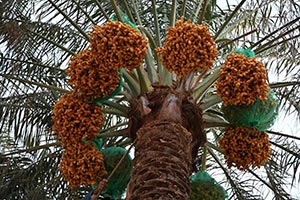 Early Date Harvest Boosts Economic Activity in Najran