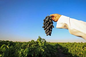 Grapes Boost Qassim's Agricultural Profile with Annual Production Exceeding 30,000 Tons