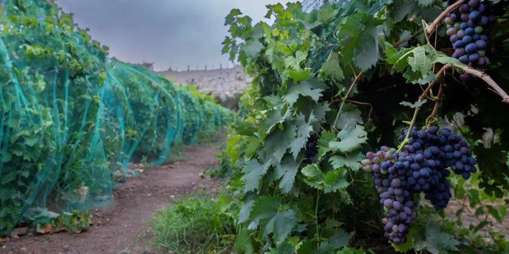 Aseer's Grape Farms Produce over 1,000 Tons Annually Using Modern Techniques