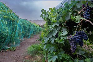 Aseer's Grape Farms Produce over 1,000 Tons Annually Using Modern Techniques