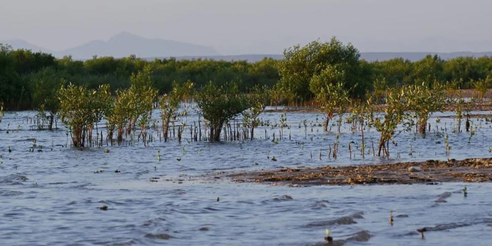 Rabigh's Mangrove Forests: Natural Asset Protecting Coastlines and Investing in Future of Blue Carbon