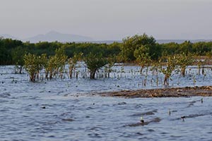 Rabigh's Mangrove Forests: Natural Asset Protecting Coastlines and Investing in Future of Blue Carbon