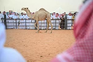Hail Camel Auction Kicks Off