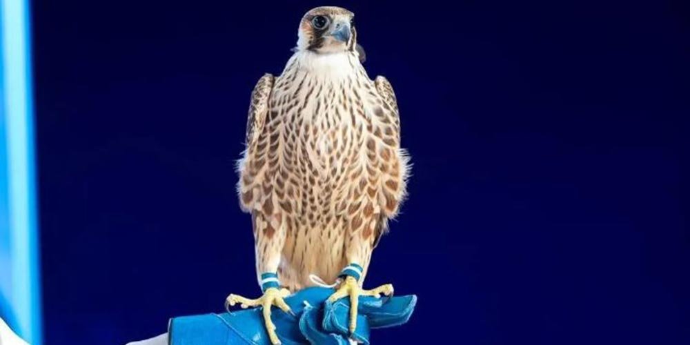 Three Falcons Fetch SAR369,000 on 10th Night of 2026 National Center for Falcons Auction