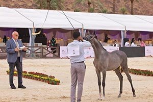 Hail International Arabian Horse Beauty Championship Opens with Over 280 Horses
